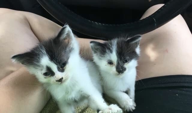 kittens1