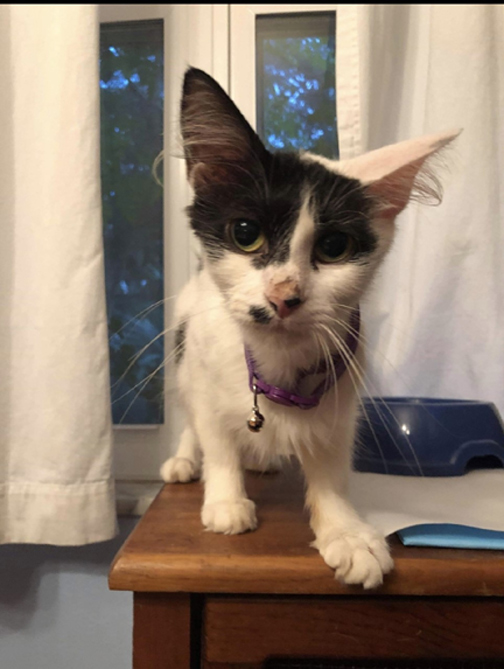 An Update Of A Feral Cat In My Dining&nbsp;Room