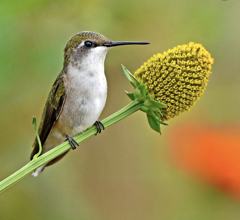 The Kindness Of&nbsp;Strangers