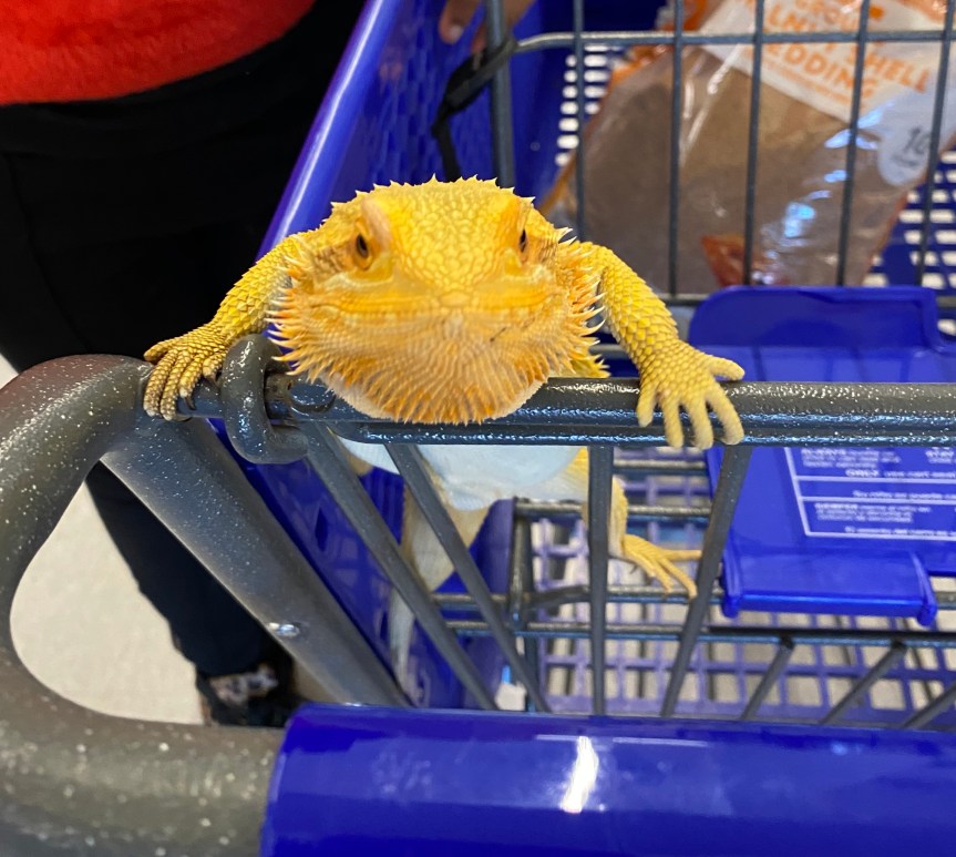 Discovering The World of Reptiles At&nbsp;Petsmart