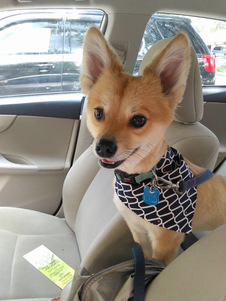 75348923_2436127363297230_6770281747549519872_n