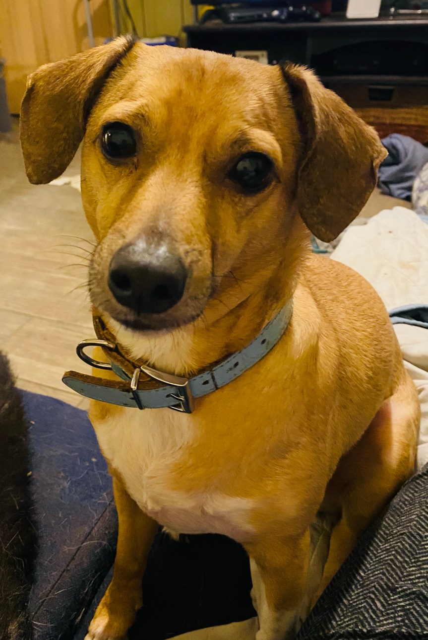 Buddy Bandana, The Scam That&nbsp;Continues