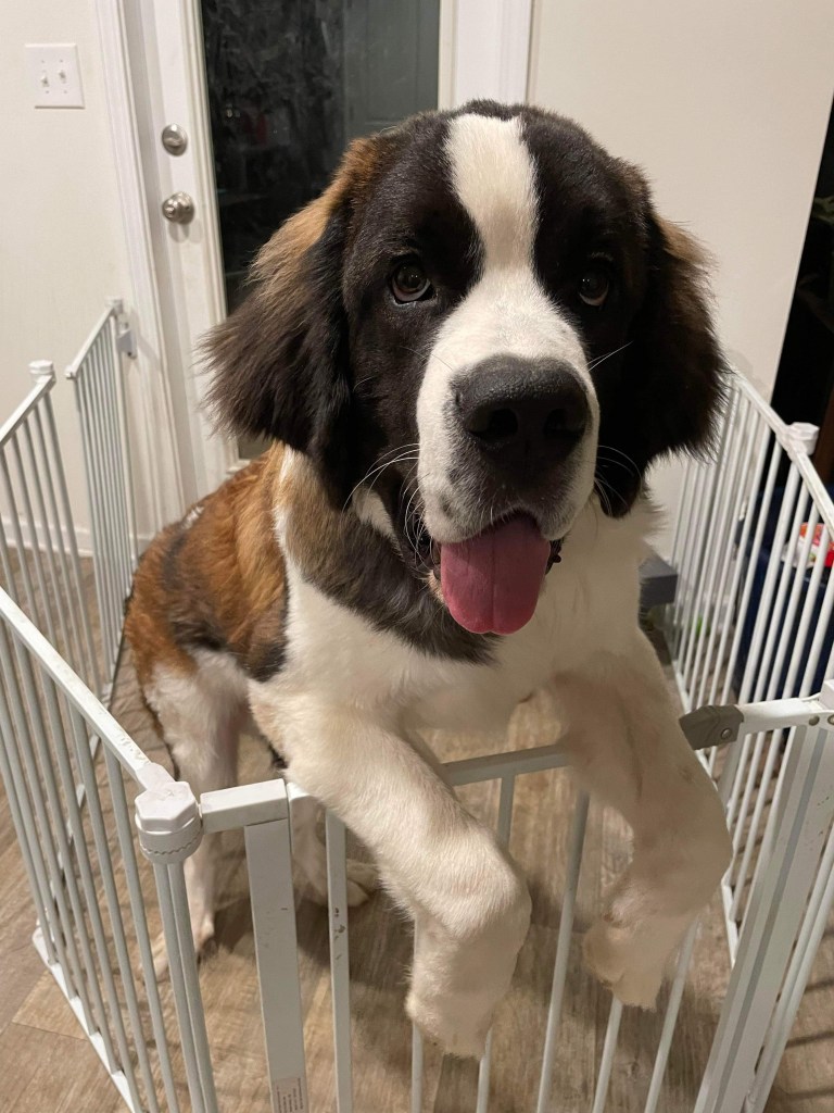 our Saint Bernard dog