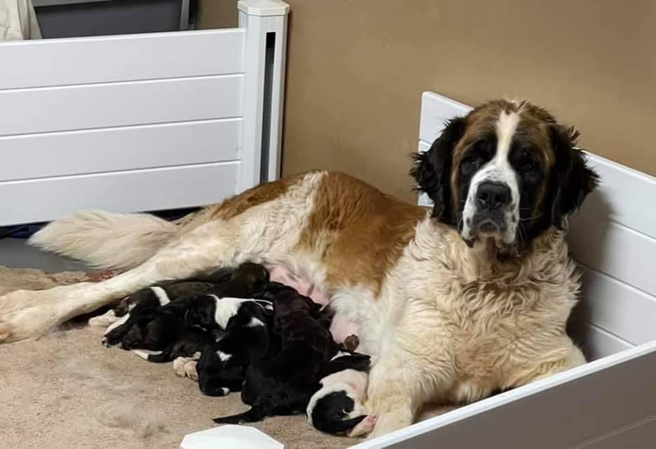 St. Bernard with puppies