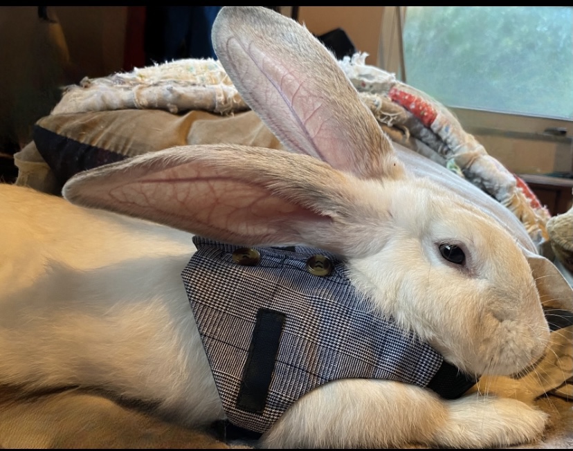 Getting To Know Your New&nbsp;Bunny