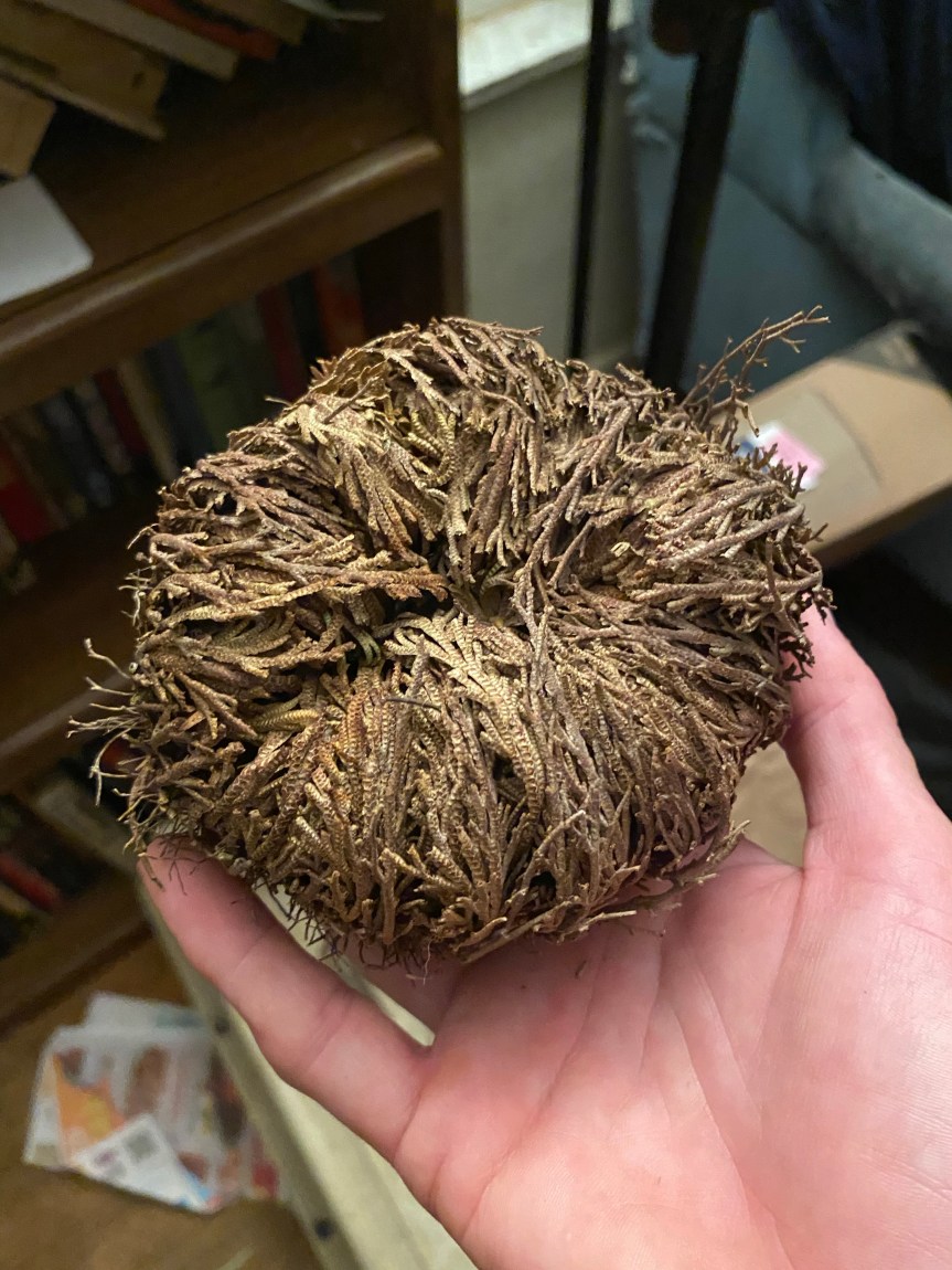 The Rose of Jericho: A Fun Activity For Kids And&nbsp;Adults