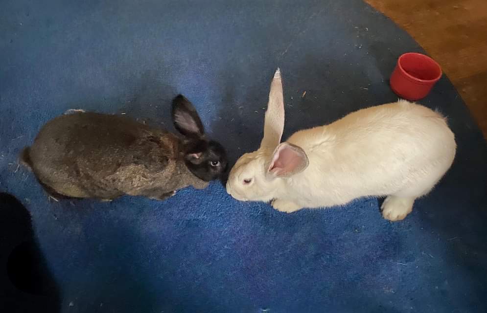 Bunny bonded pair