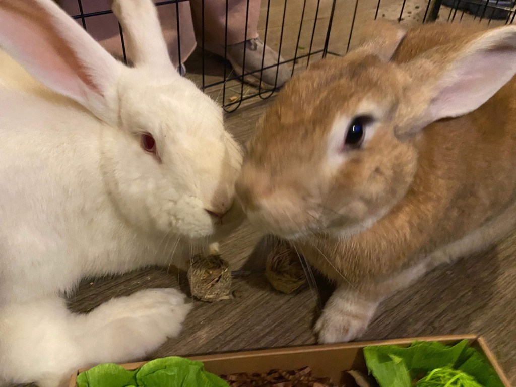 Bonded pair of bunnies