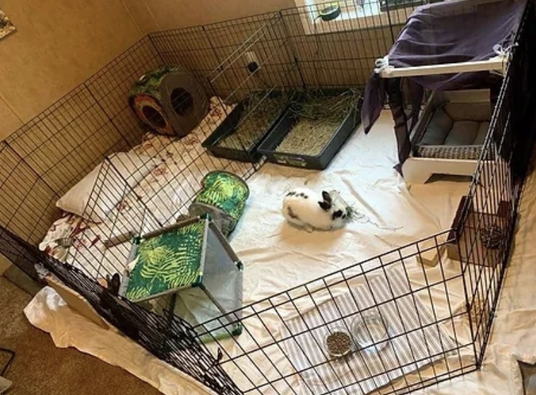 Bunny enclosure 