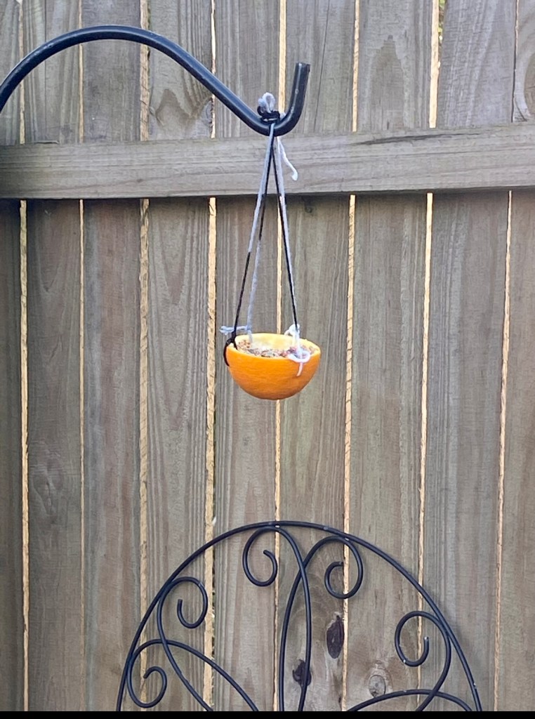 Bird feeder hanging outside