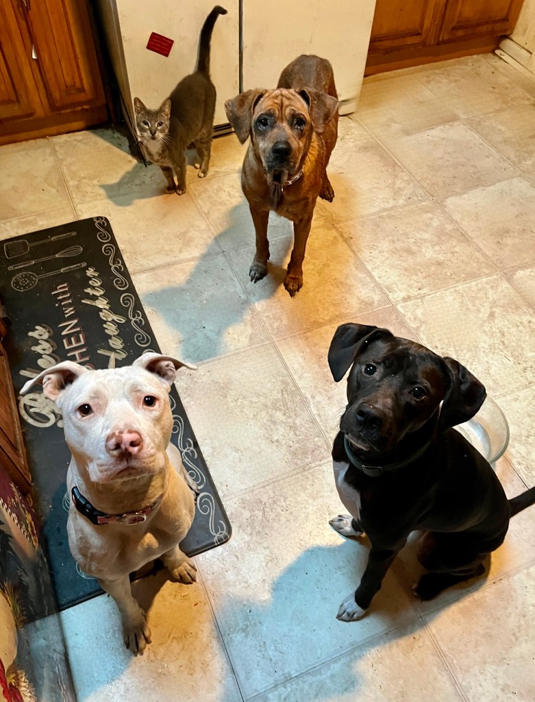 A picture of several dogs and one cat