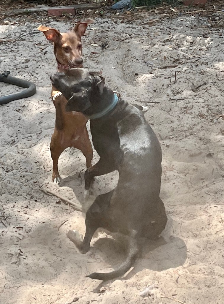 Two dogs playing