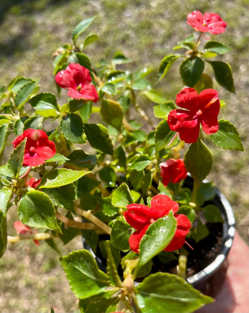 Red Impatiens Plant