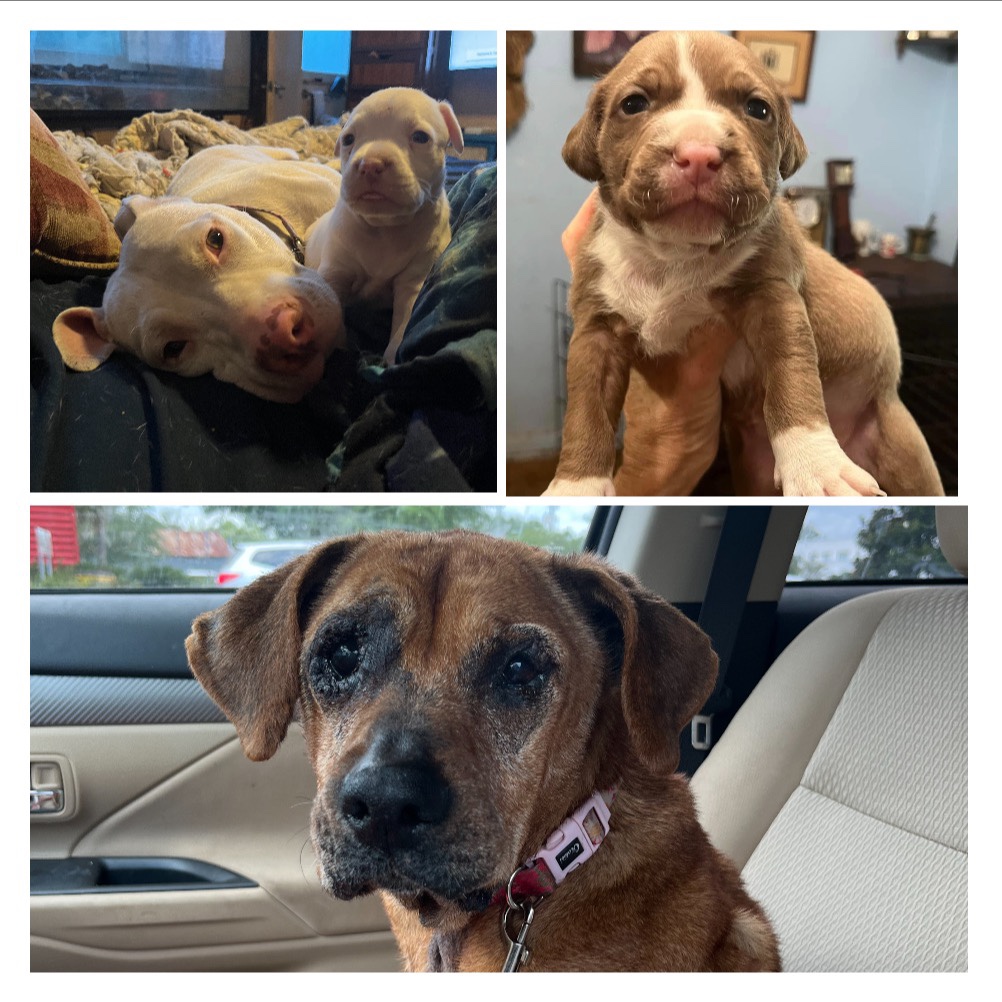 Mama dog and her two puppies and senior dog