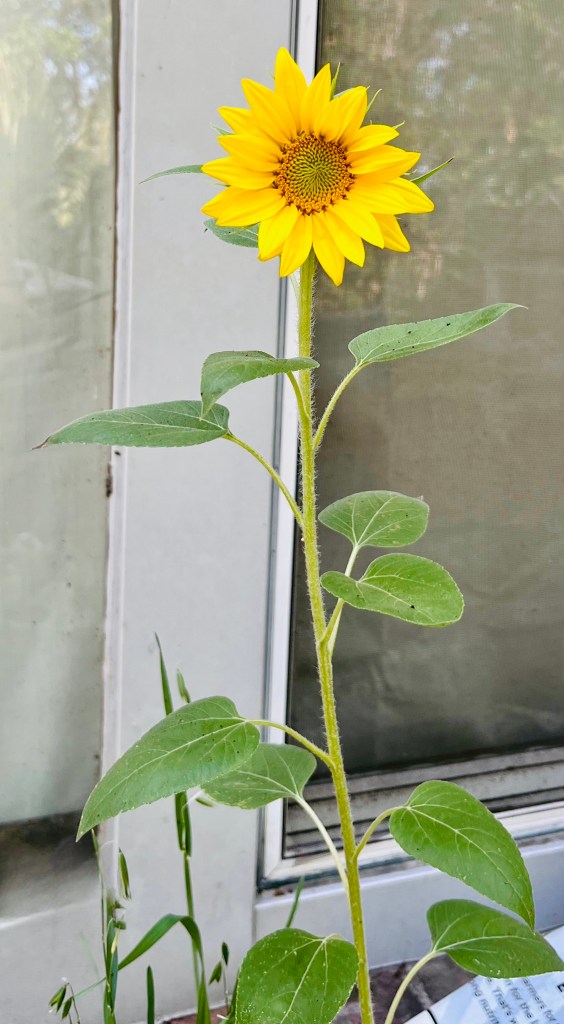 a picture of a sunflower