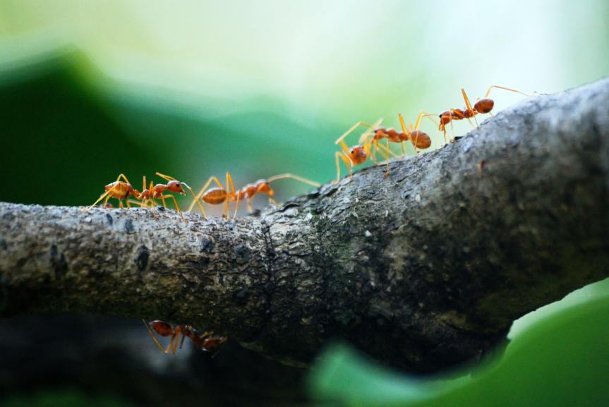 Ant Eaters by Lola&nbsp;Lariscy