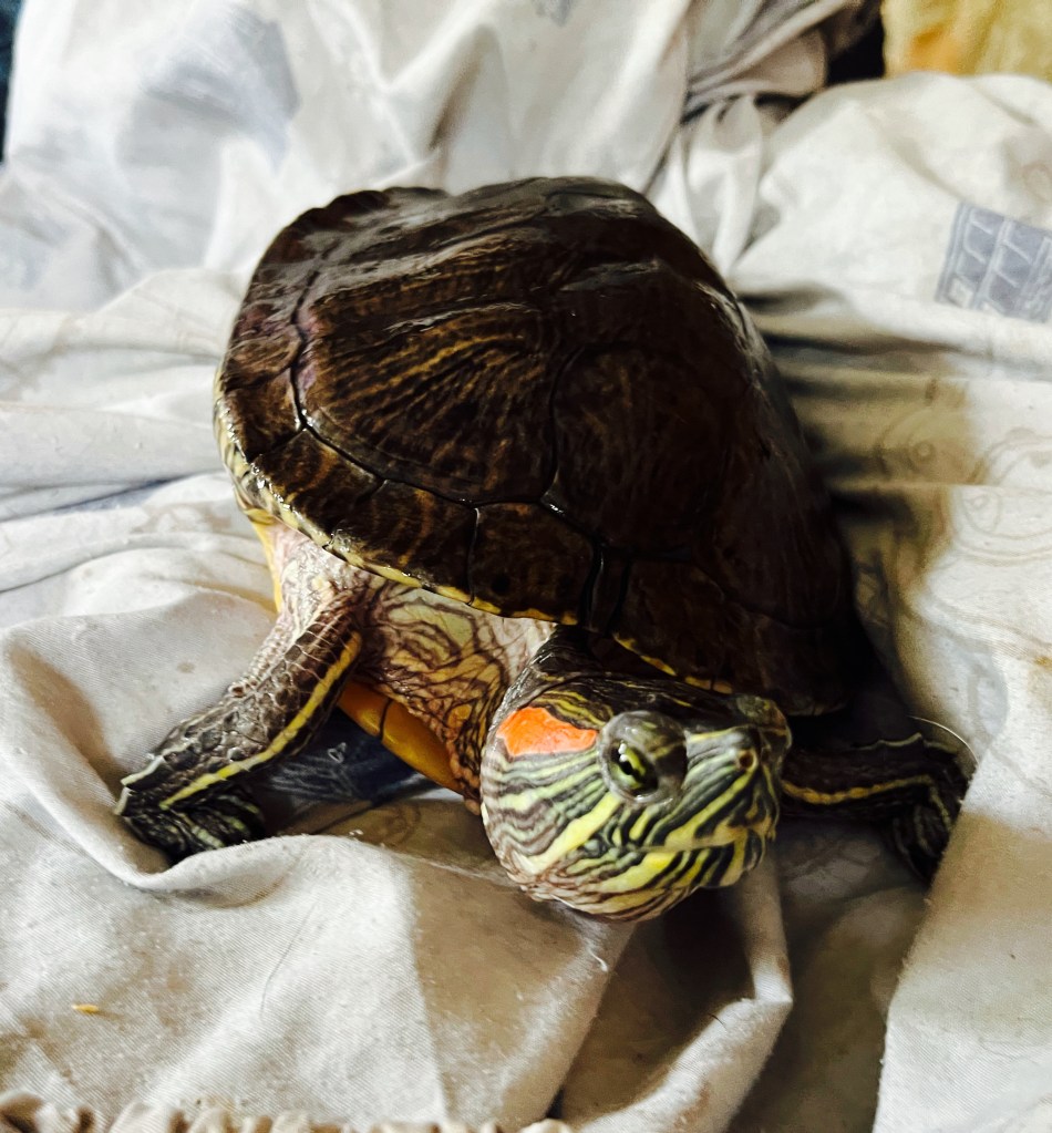 Red Eared Slider turtle