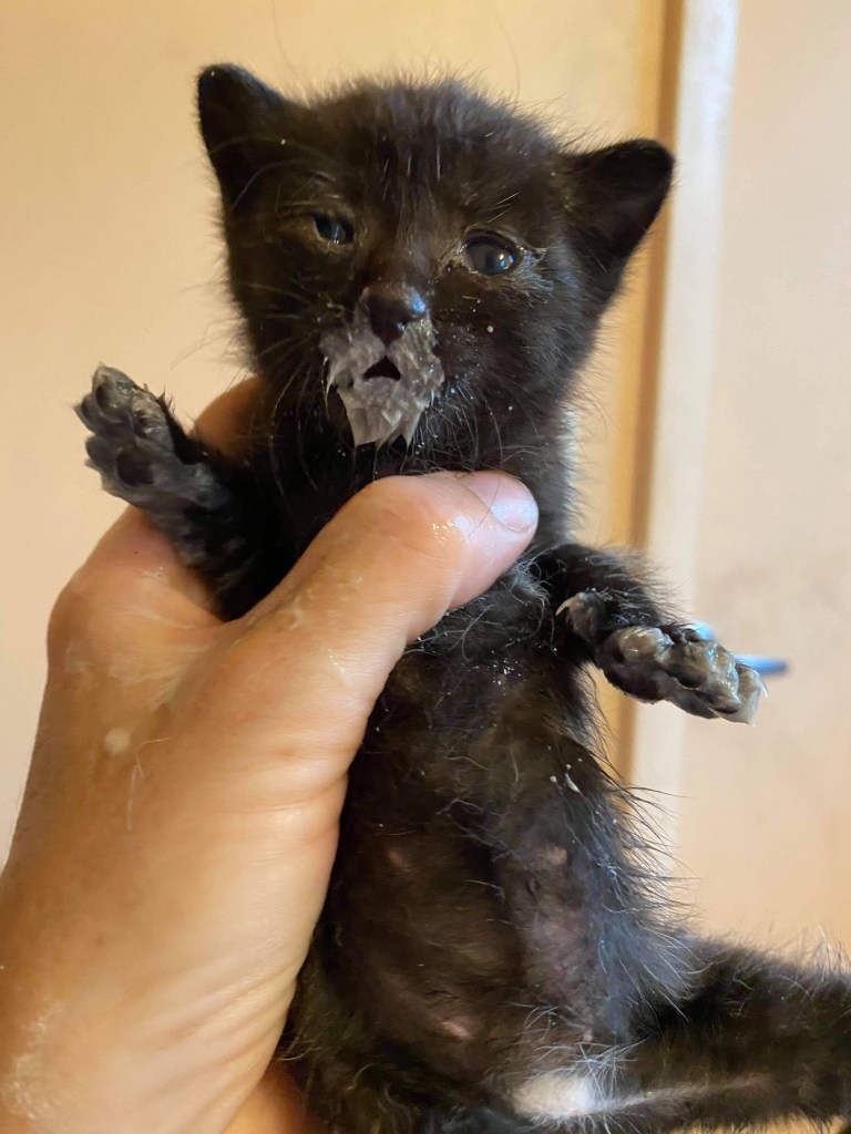 Small kitten with milk on her face.