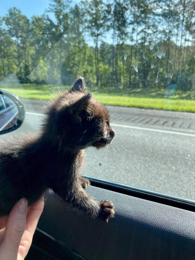 Black kitten looking out the car window.