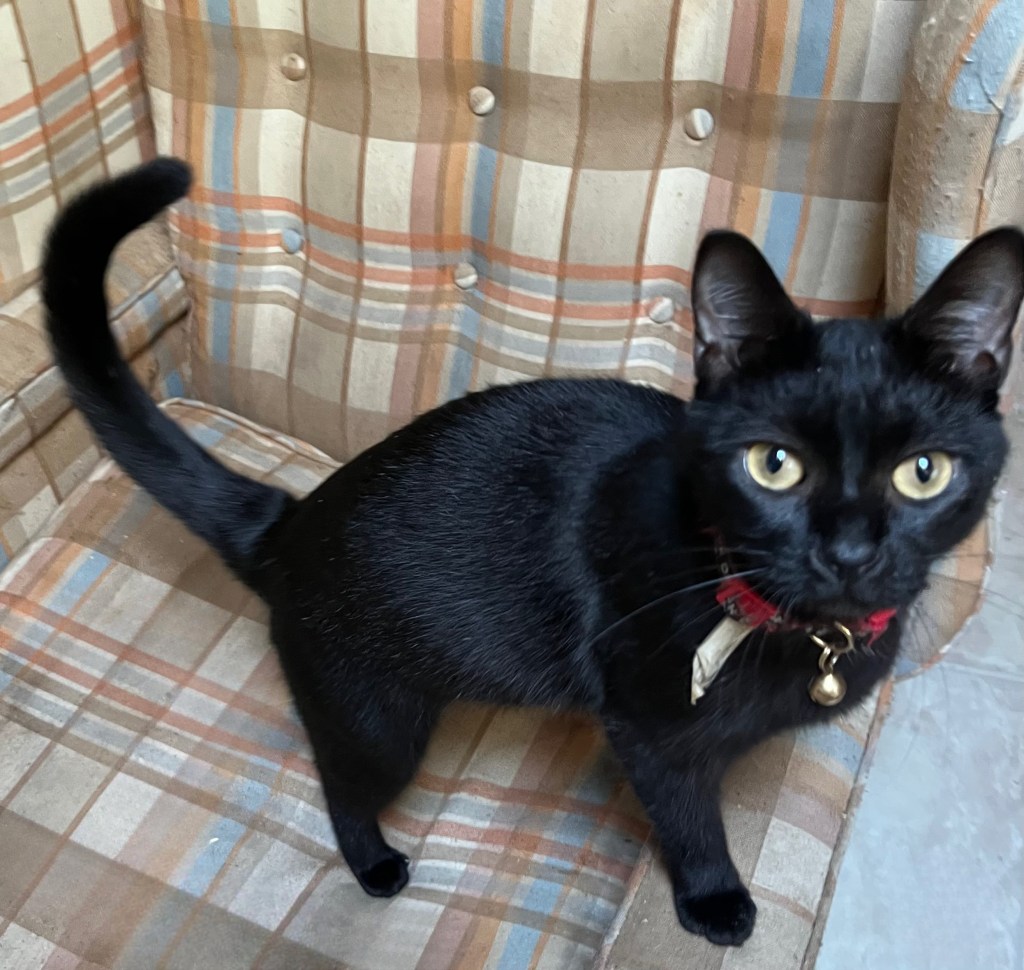 Black cat on a chair.