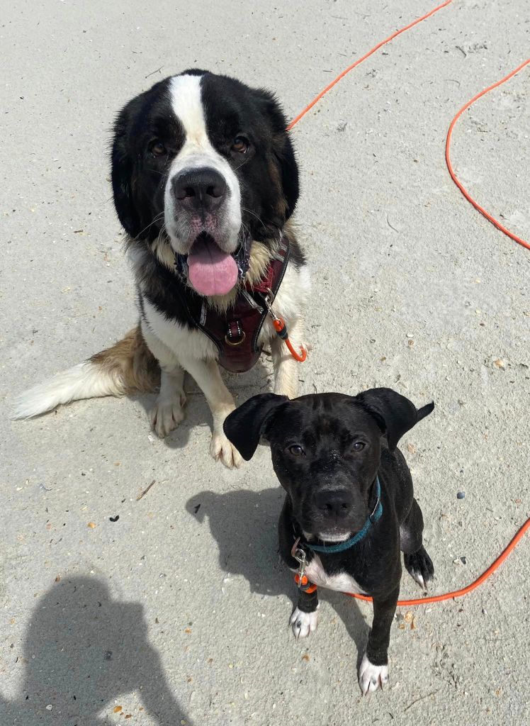 A picture of two dogs at the beach