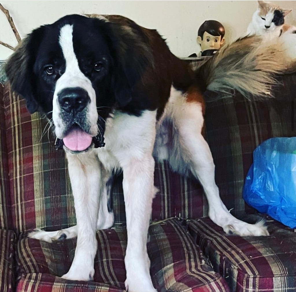 Young Saint Bernard on a couch.