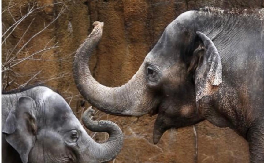 Childhood Trauma And&nbsp;Elephants