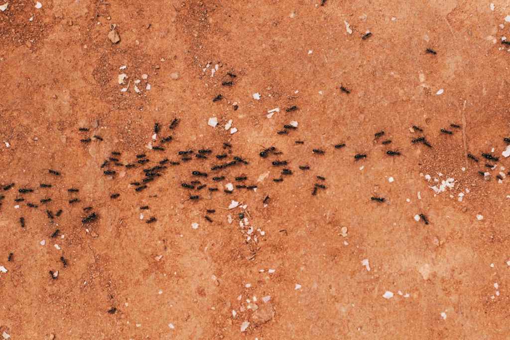 ants in home