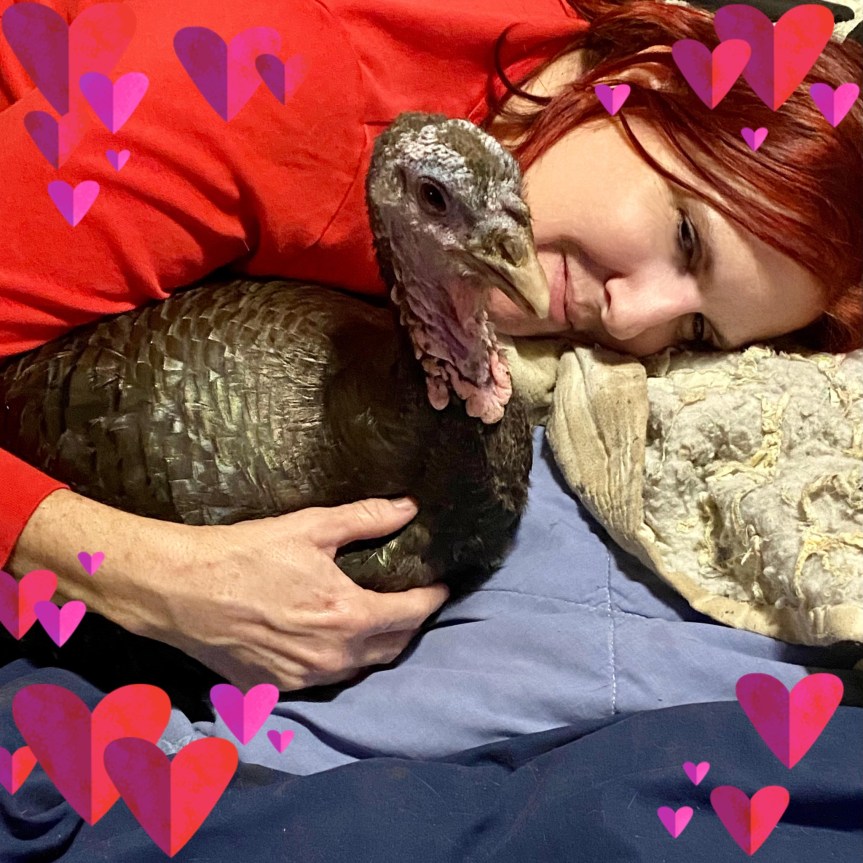 Can You Have A Turkey As A&nbsp;Pet?