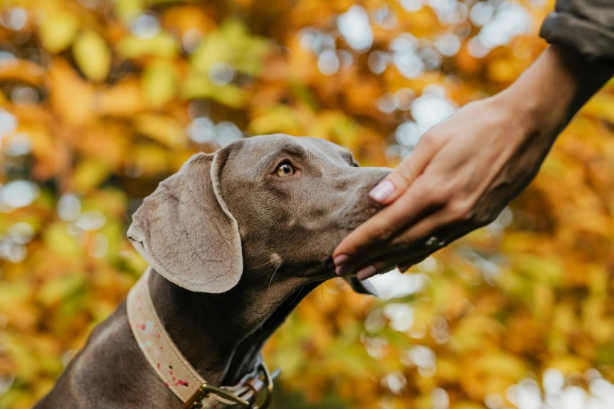 The Benefits of Teaching Your Dog Hand&nbsp;Signals