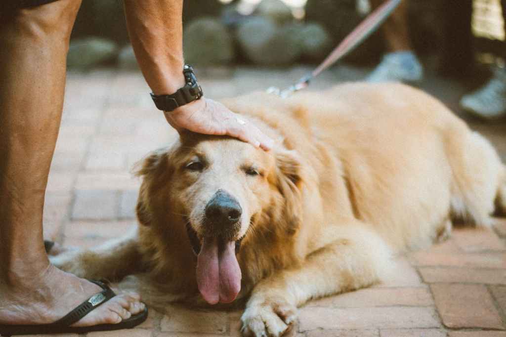 golden retriever dog on leash being pet