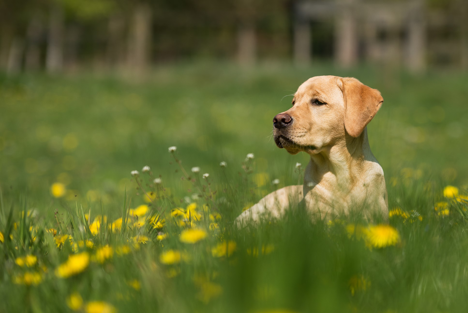 Pet-Proofing Your Garden