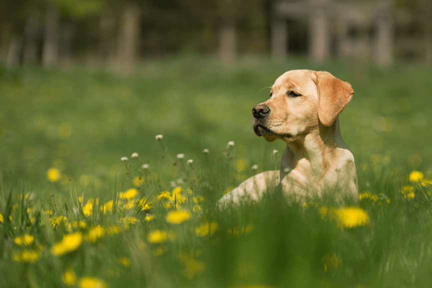 Pet-Proofing Your Garden